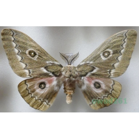 Gonimbrasia tyrrhea (Cramer, 1775) male ex. ovo South Africa 100mm46d